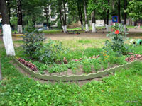 Наши летние цветы
